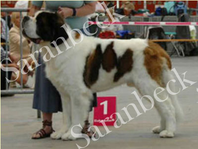 Justin MULTI. Ch. Barandi Just Toto