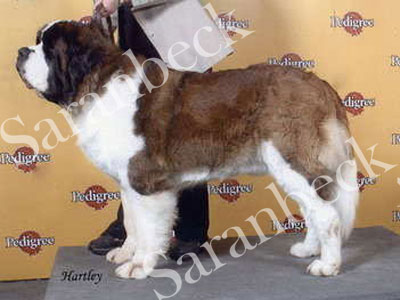 Ch. Barandi Spymaster