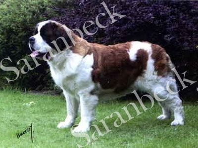 Ch. Nor. Ch. Bernegardens Jacona with Barandi