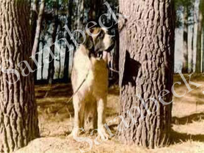 SA.Ch Saranbeck King of Diamonds