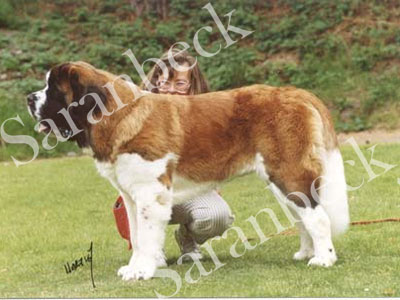 CH. Saranbeck Smugglers Gold (Primrose)