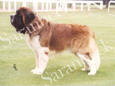 Ch. Saranbeck Spruce (Boss)