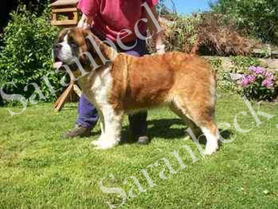 Wardana A Night to Remember With Saranbeck , ( Dizzy ) 