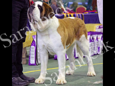 Saranbeck Whoops A Daisy ( Daisy )