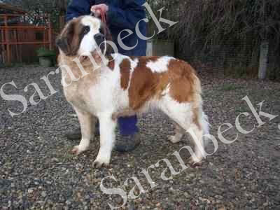 Barandi Ruby Rocket. ( Fudge )