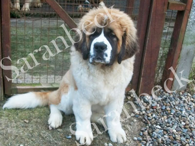 Saranbeck Never Forever ( Topsy.)