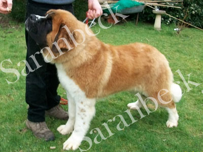 Saranbeck May Contain Nuts ( Bumble )