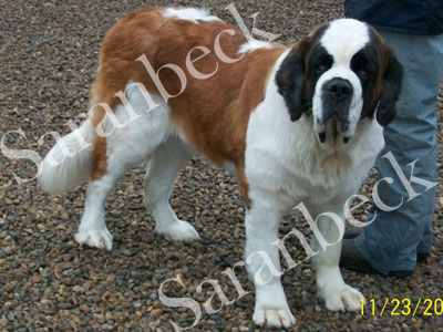 Saranbeck Why The Big Paws.( Goldie )