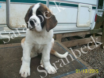 Saranbeck Daisys Destiny ( Treasure )