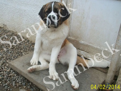 Saranbeck Well I Never. ( Turtle )