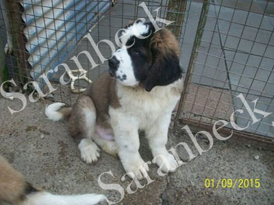 Saranbeck Drivin, Miz Daisy. ( Ember )