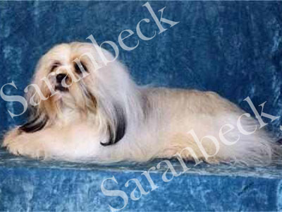 Fella - Saranbeck Don