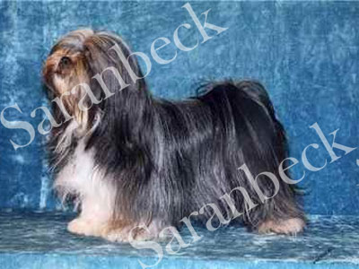 Fizz - Larool Babysham with Saranbeck