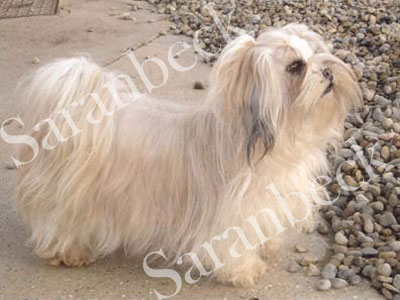 Timazinti Zippy with Saranbeck